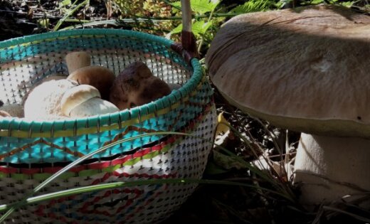 ФОТО: Боровик весом килограмм. Читатели рассказывают, где растут гигантские грибы