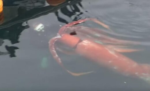 ВИДЕО: В Японии дайвер снял на видео гигантского кальмара