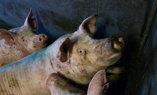 The swine fever afflicted by Druvas Unguros & # 39; has ended the elimination of pigs