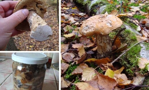 Читатель: грибы в некоторых лесах еще попадаются (+ фото)