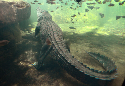 Крокодил утащил австралийского мальчика под воду
