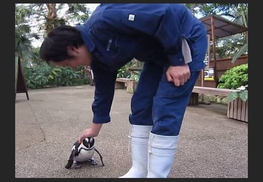 ВИДЕО: Трогательная любовь пингвина к работнику зоопарка