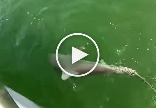 ВИДЕО: Гигантский морской окунь проглотил акулу целиком