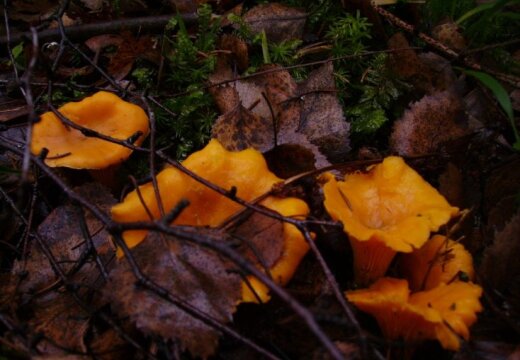Читатель: А в видземских лесах все еще можно собирать грибы!