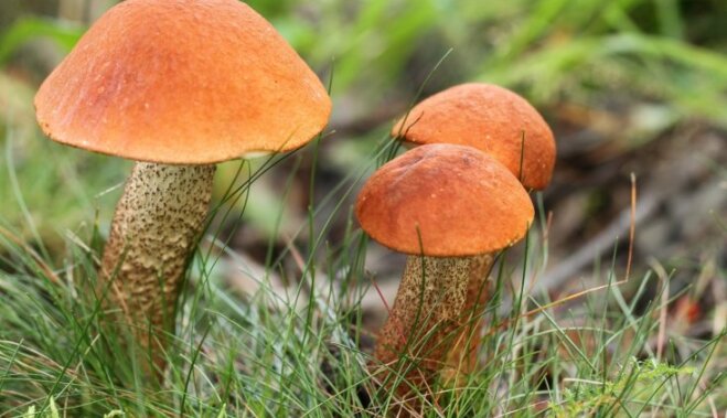 Личные боровики и подосиновики: как в саду посадить грибы (и когда ждать урожая)