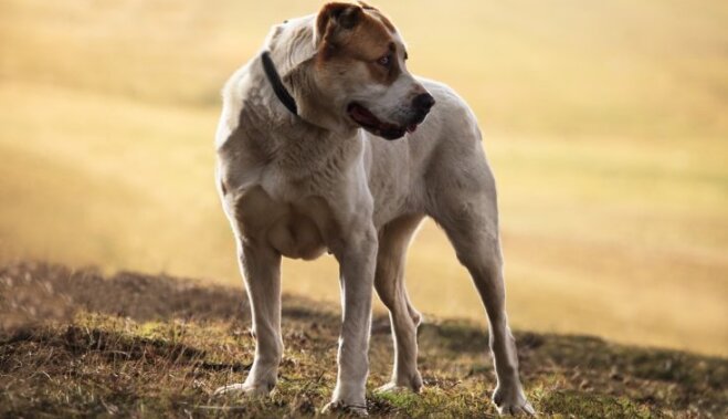 Drosmīgais un lādzīgais milzis Vidusāzijas aitu suns