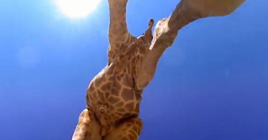 Fucked Up Giraffe