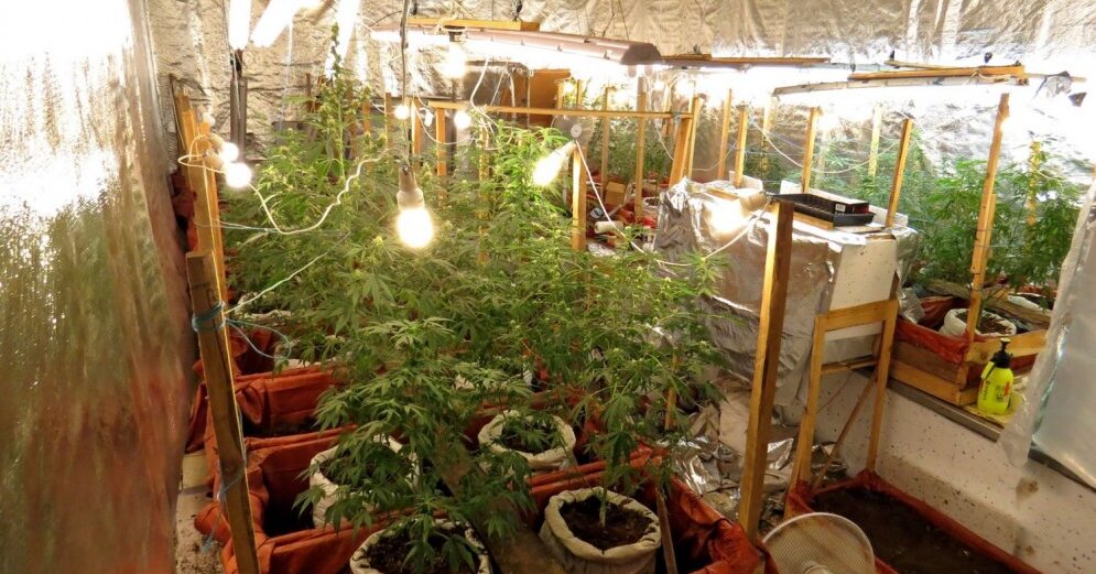 VID Lietuvas pierobežā atklāj marihuānas audzētavu