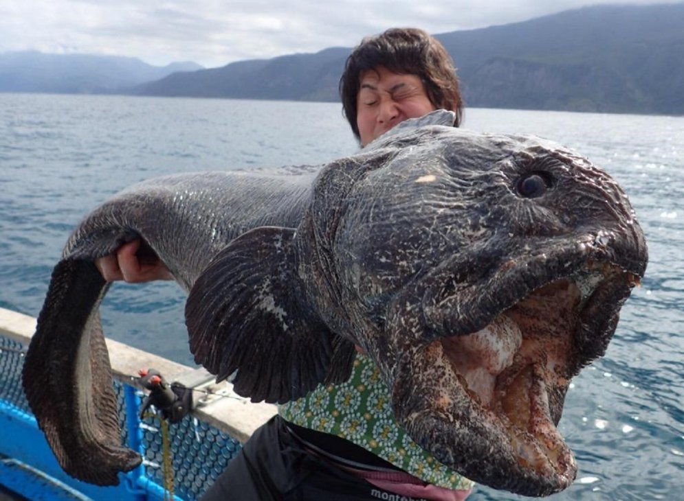 Netālu no Fukušimas noķerta atbaidoša paskata milzu zivs