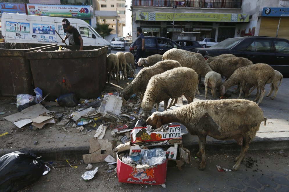 Dzīvnieki Gazas joslā spiesti ēst pat plastmasu