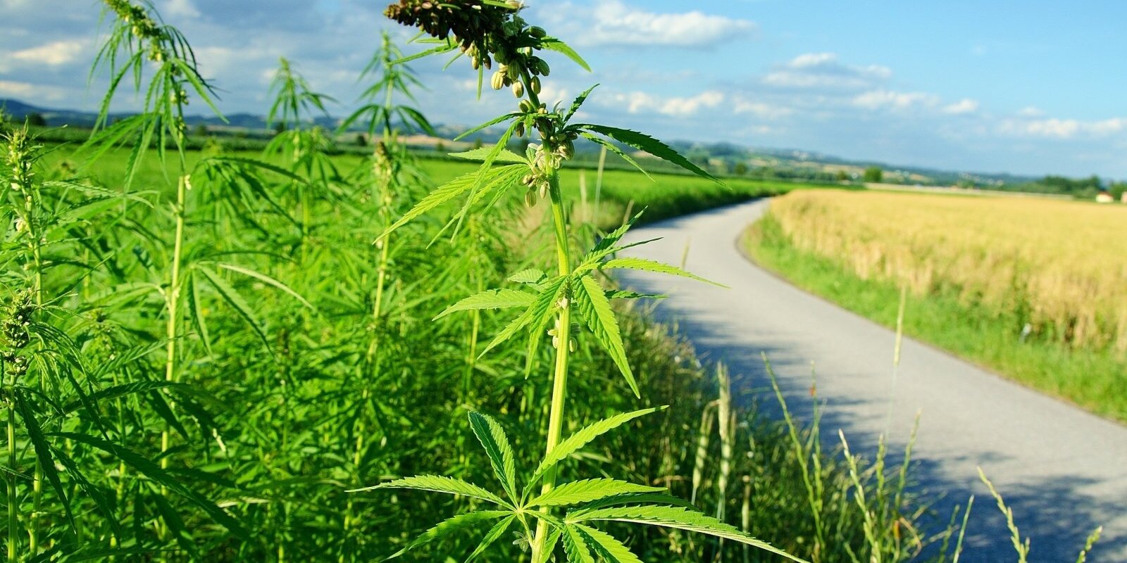 Как выращивать коноплю на поле срок выявления марихуаны