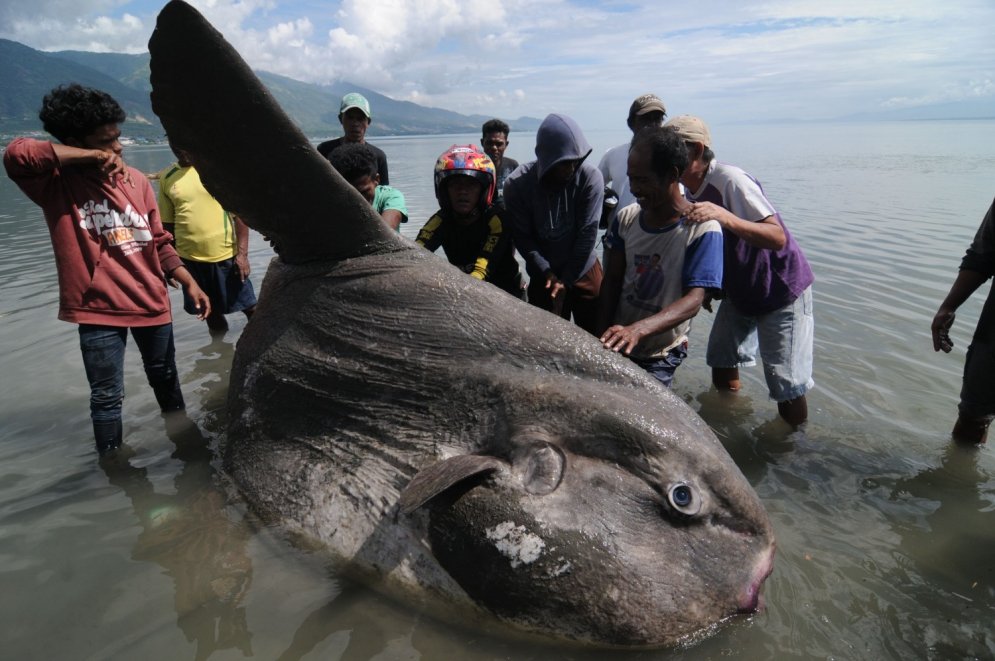 Pie Indonēzijas krastiem izskalots ļoti rets jūras 'monstrs'
