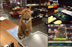 Кузе и Мурису привет! Этот кот девять лет &quot;управляет&quot; магазином… и без выходных!