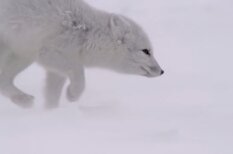 Красота и грация природы: как охотится молодая белая лисица