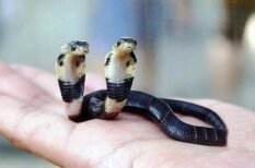 Ķīnā dzīvo kobra ar divām galvām, kas viena otrai cenšas iekost