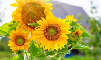 Pašai savs saules dārzs: kādas saulespuķes audzēt šosezon
