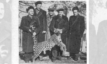 Ķīnas leoparda Dunkana bēdīgais gals Liepupē – kā mednieki 1960. gadā nošāva plēsoņu