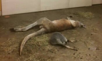 Rīgas zoo apmeklētājs novēro ķenguru 'drausmīgos dzīves apstākļos'; speciālists skaidro – tie ir piemēroti