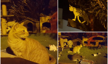 Foto: Kaķu ciematiņš Maltā, ko vēlējās iznīcināt