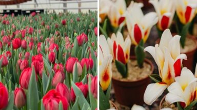 ФОТО. В Цесисе зацветают тысячи тюльпанов и других весенних цветов