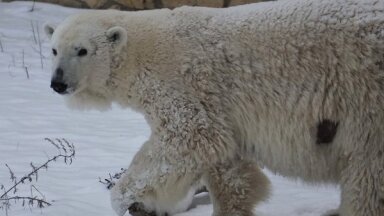 Как жаль! В Таллинском зоопарке родились трое белых медвежат – все они умерли, не прожив и недели