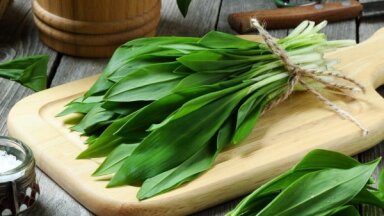 Pavasara delikatese – lakši: 10 receptes un padomi, kā izmantot veselīgos zaļumus