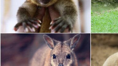 Четыре вида экзотических животных, которые стали домашними любимцами