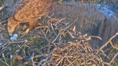 В Латвии в гнездах с видео-наблюдением в этом году выросло 16 птенцов