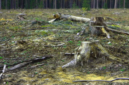 'LVM' noslēpumā turētais audits apliecina koksnes izpārdošanu ārzemniekiem, vēsta 'Nekā personīga'