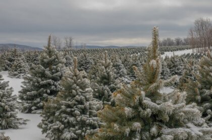 Audzētavas Latvijā, kurās iegādāties galveno svētku rotu – Ziemassvētku eglīti