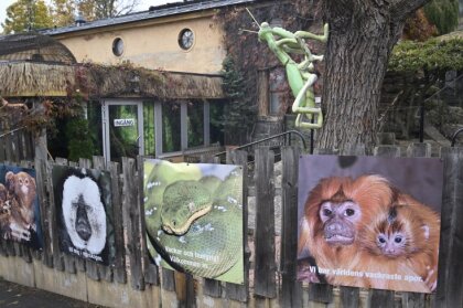 'Hudini' Stokholmas zoodārzā: bēguļojošā karaliskā kobra atgriezusies terārijā