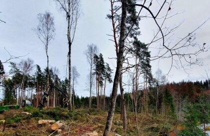 'Atstājot mizgrauža skartos kokus, viss biotops iet bojā' – pētnieks vērtē kailcirti pie Amatas