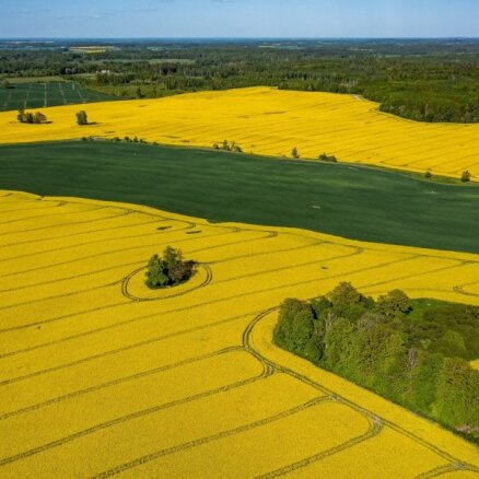 ФОТО. Как выглядят яркие желто-зеленые поля рапса в Латвии с высоты птичьего полета
