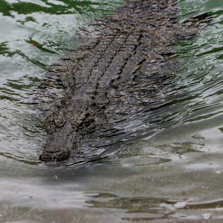 Австралийка посадила самолет и переплыла реку с крокодилами