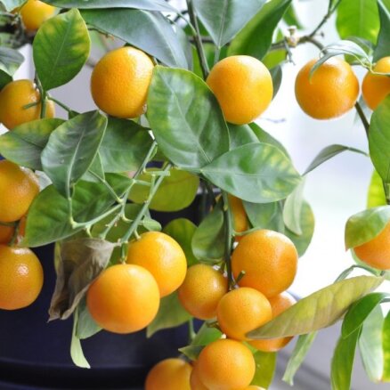 Mandarīnu sezona puķu podā – kā izaudzēt pašam savu mandarīnkoku?