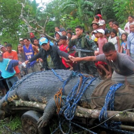 Āzijā noķerts tonnu smags krokodils