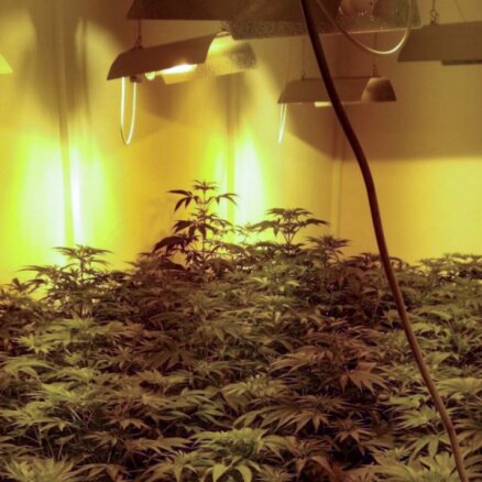 Dzīvoklī Ludzā likvidē marihuānas audzētavu