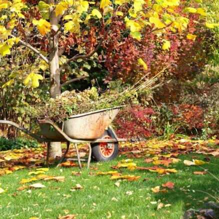 Тонкая работа секатором, или Осенняя обрезка в саду — как, что и когда?