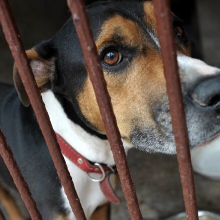 В Риге отловили более 530 бродячих  собак