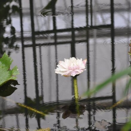 Foto: Botāniskajā dārzā uzziedējis dabas brīnums – Krusa viktorija; augu piemeklē ķibele