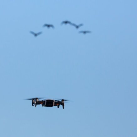 Nepārdomāta dronu izmantošana dabā var kaitēt dzīvniekiem un putniem