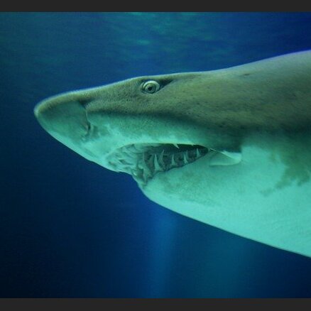 Dienvidāfrikā haizivs nokož jaunietim kāju