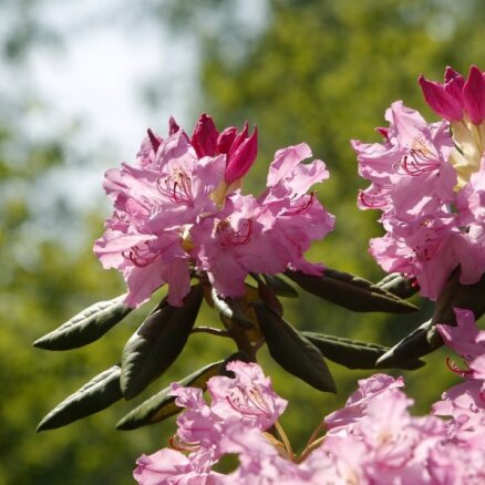 Foto: Botāniskajā dārzā cēli un reibinoši zied rododendri