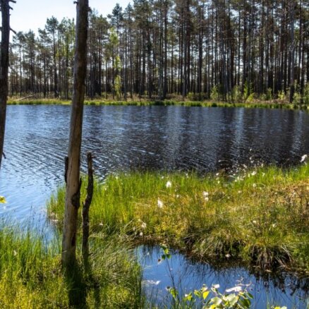 ФОТО. Сквозь заросли черники: Природная тропа болота Аклайс