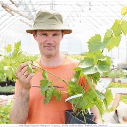 Pašiem savi vīnogu dārzi – padomi to stādīšanai siltumnīcā un atklātā laukā