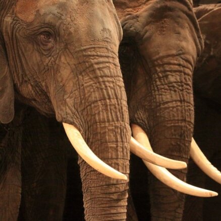 ПВС предлагает запретить использование диких животных в цирке