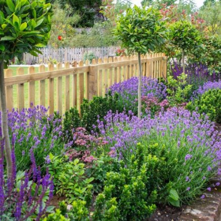 Lavandu laiks: kā rūpēties par dārza skaistuli, lai ziedēšana būtu ilga?