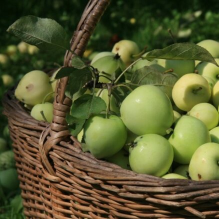 Что делать с опавшими незрелыми яблоками? Четыре способа от них избавиться