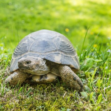 Pieredzes stāsts: bruņurupuči ir daudz nešpetnāki mājdzīvnieki, nekā varētu domāt