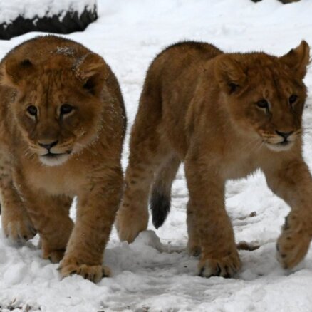 ФОТО, ВИДЕО. Живущим в Рижском зоопарке львятам Тейке и Варису исполнилось полгода